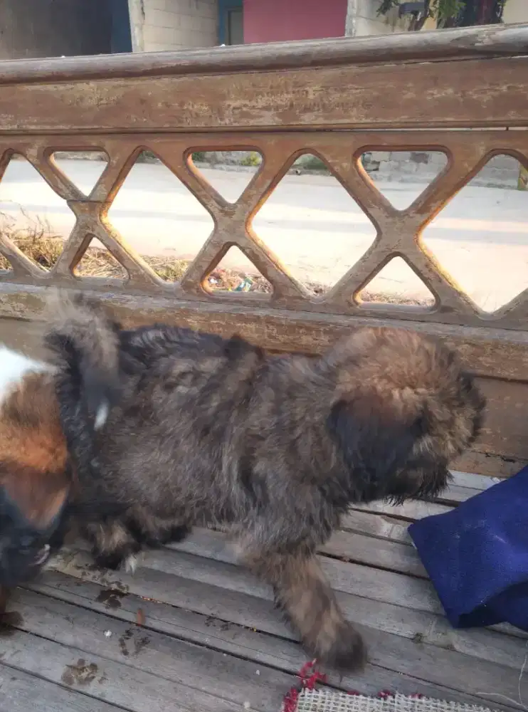 Shih tzu mix 4 bulan bulu lebat sehat