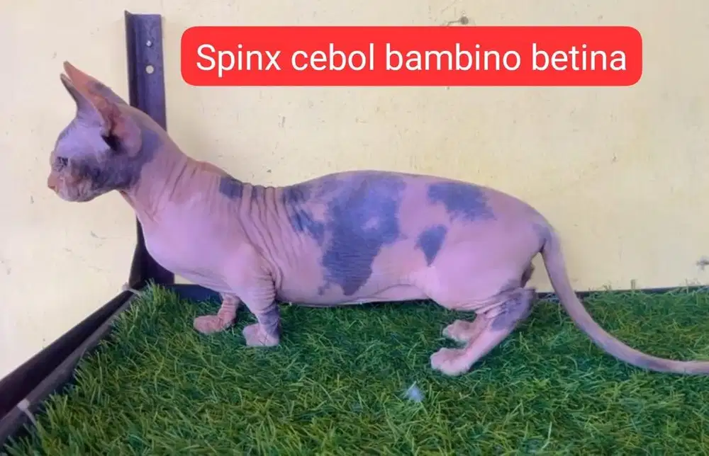 Kucing ras spinx bukan persia