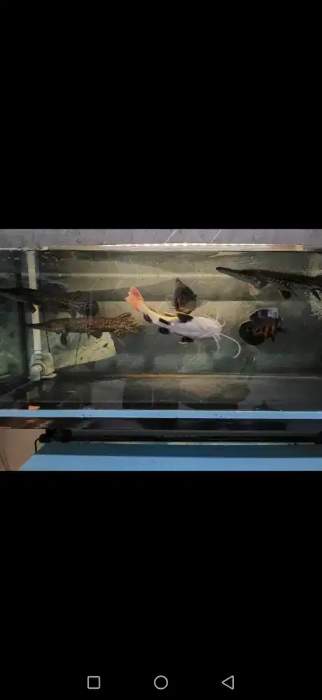 Aquarium P120XT50XL50 full 8ml. Rak holo tebal, P120XL50XT80