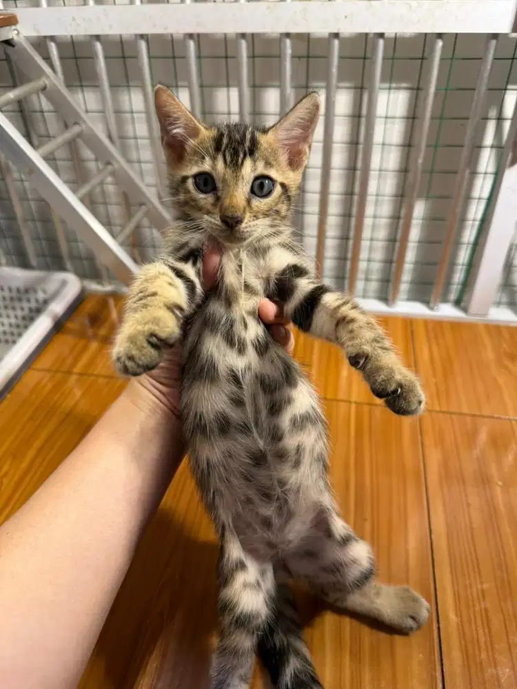 Kitten Usia 2.5 bulan