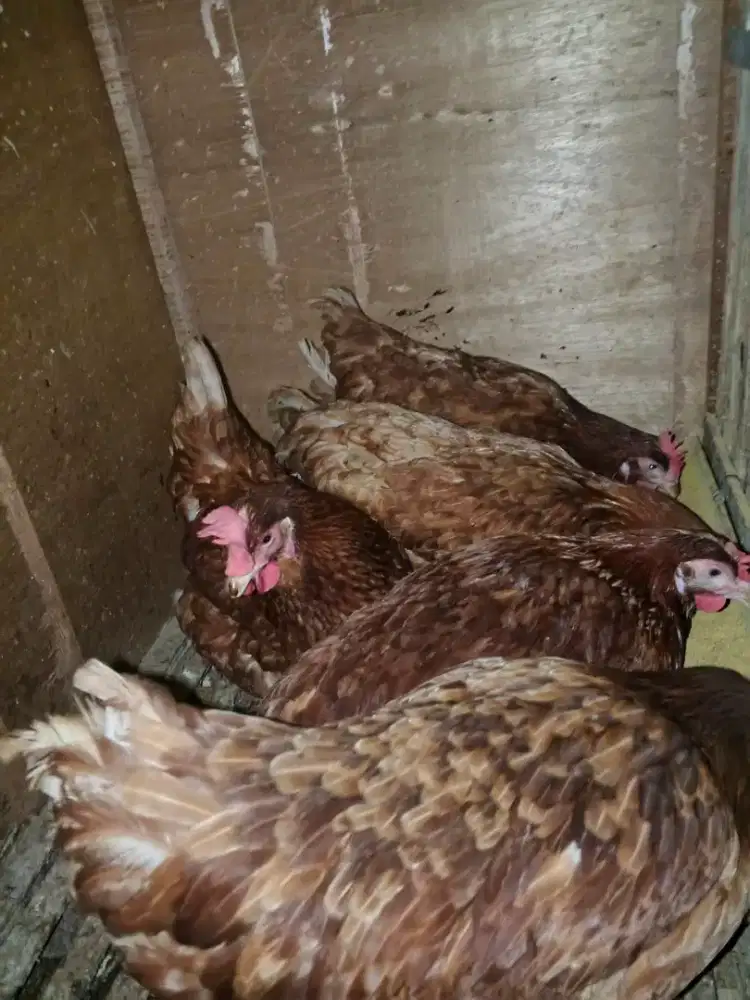 Ayam petelur negeri