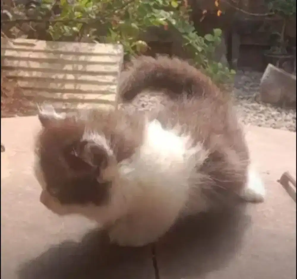 Kucing munchkin