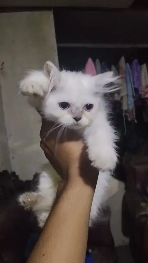 kucing Persia Himalaya