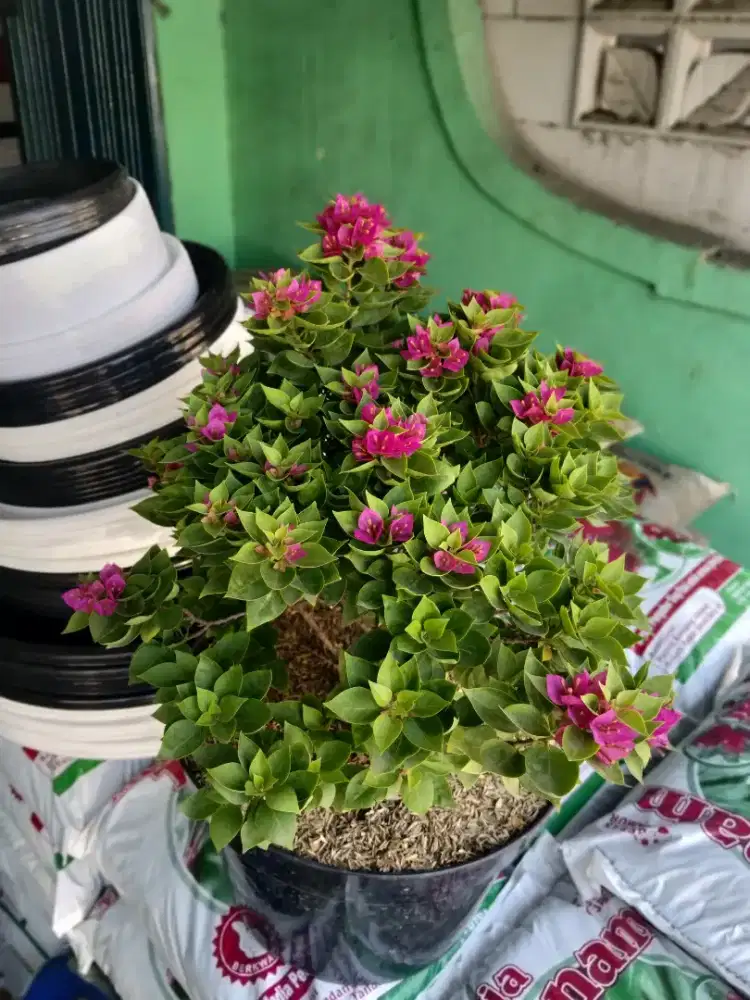 Bugenvil bonsai singapur