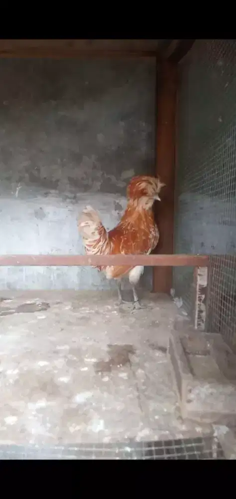 Ayam Poland chamois