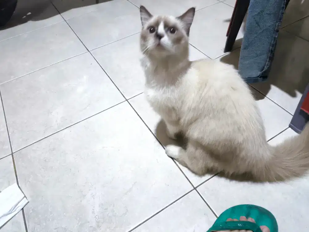 Kucing ragdoll jantan