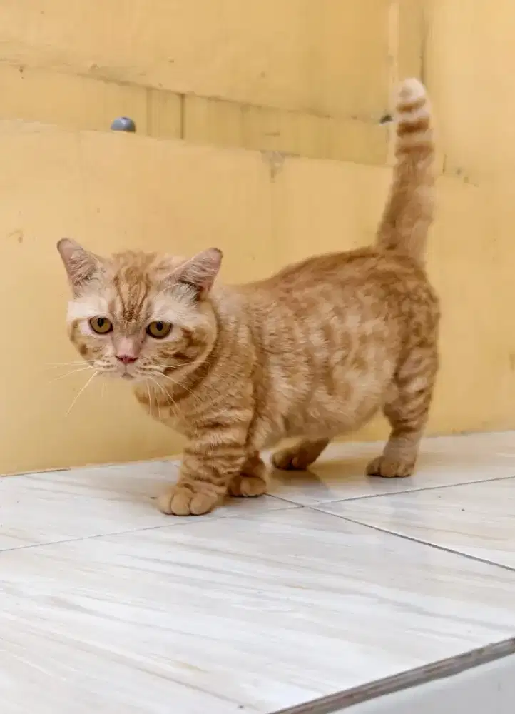 Kucing BSH Munchkin Pejantan Proven