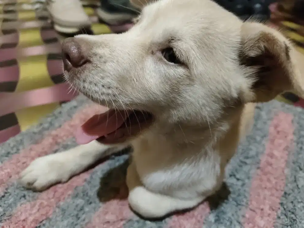 Adopsi Anjing Husky campuran