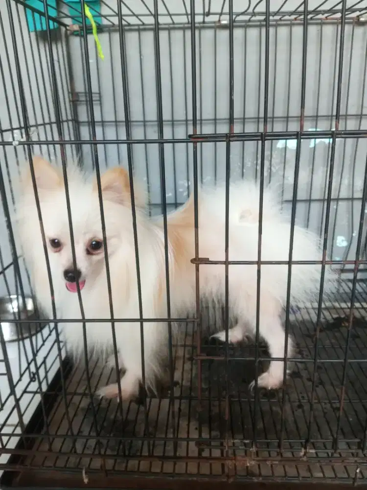 minipom jantan size mini