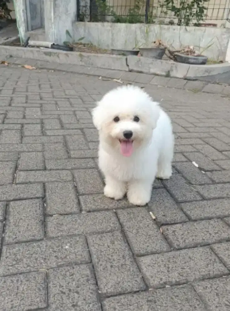 Jual Mini Korean Bichon Frise Jantan Anak Import Korea