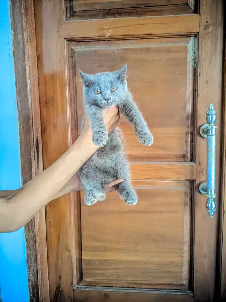 Kucing British bsh kiten betina