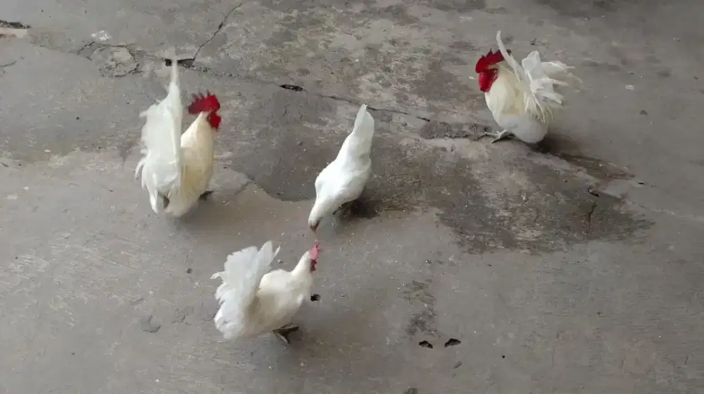 Ayam kate hias mataraman