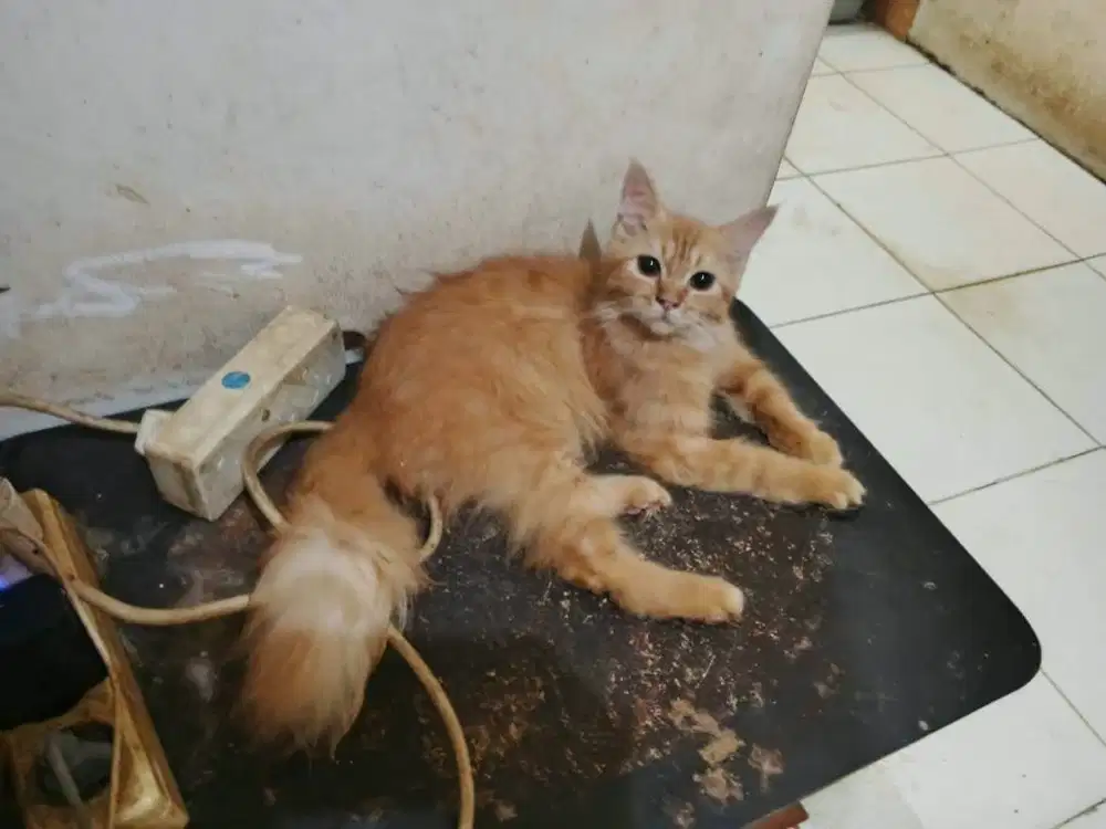 Hibah kucing oren