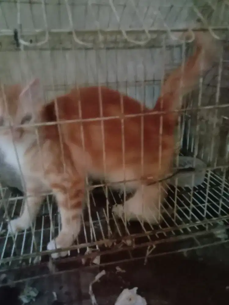 Kucing begl  x maicoon 4 bulan lebih lucu bodi panjang murah jinak