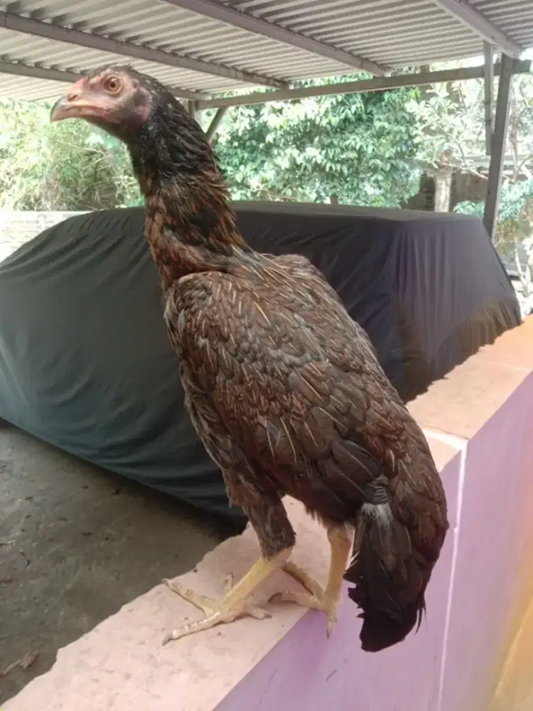 Anak ayam aseel betina line ori import jos