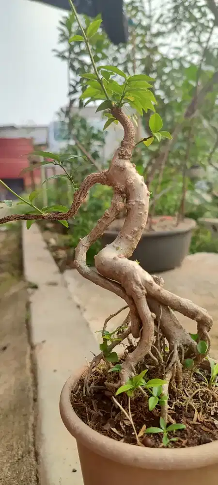 Bahan bonsai anting putri