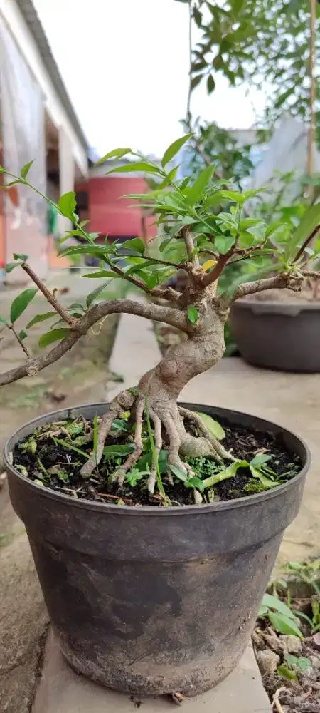Bahan bonsai anting putri