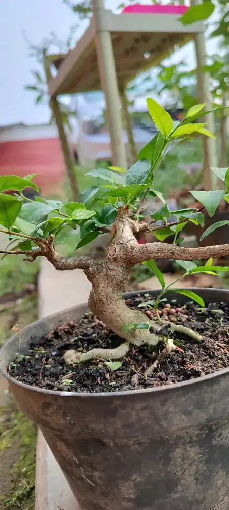 Bahan bonsai anting putri