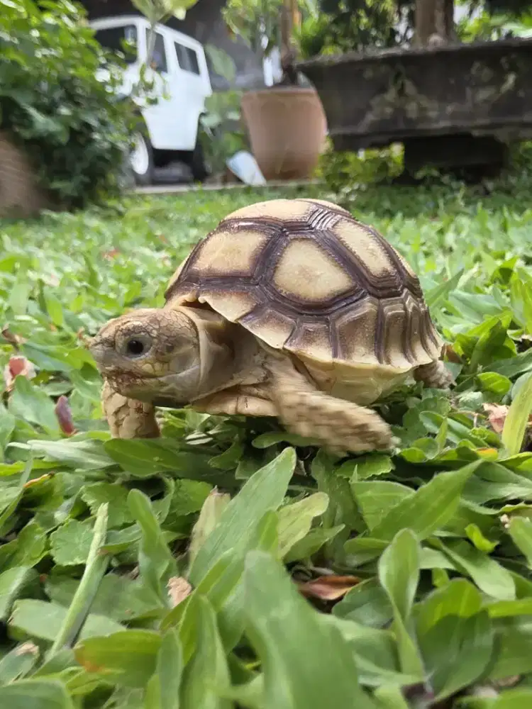 Kura kura Sulcata Bulat High Dome 6 - 6.5 cm bukan yang standard