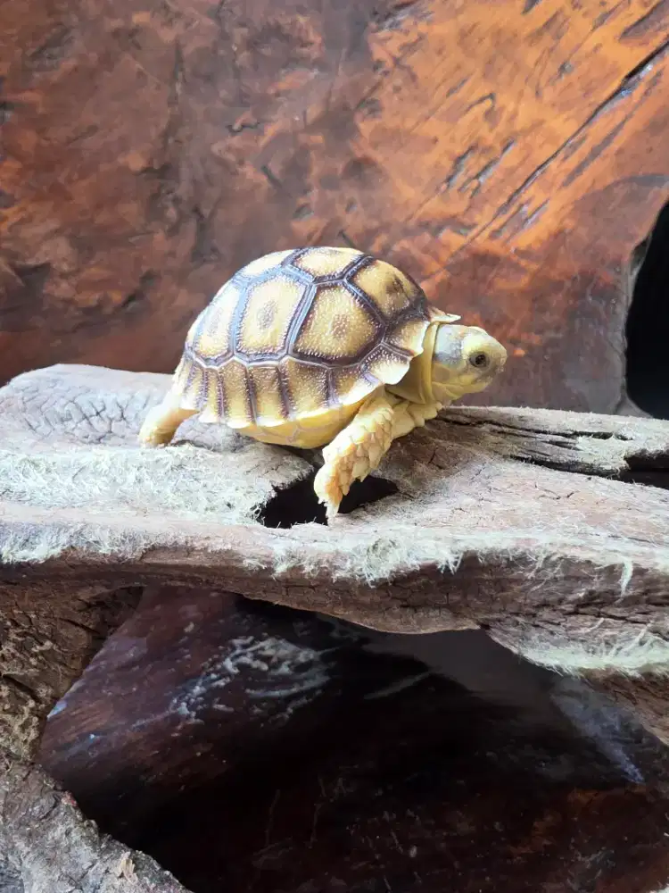 Kura kura Sulcata Baby Bulat High Dome bukan yang Standard di BEKASI