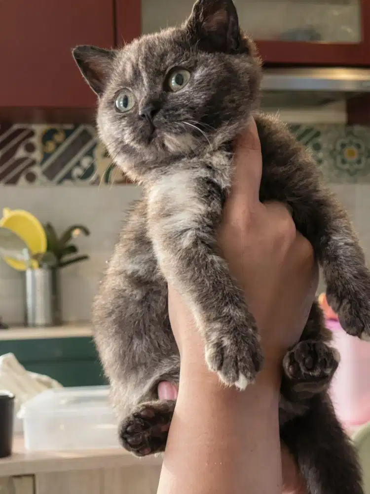 British shorthair female 3 bulan choco