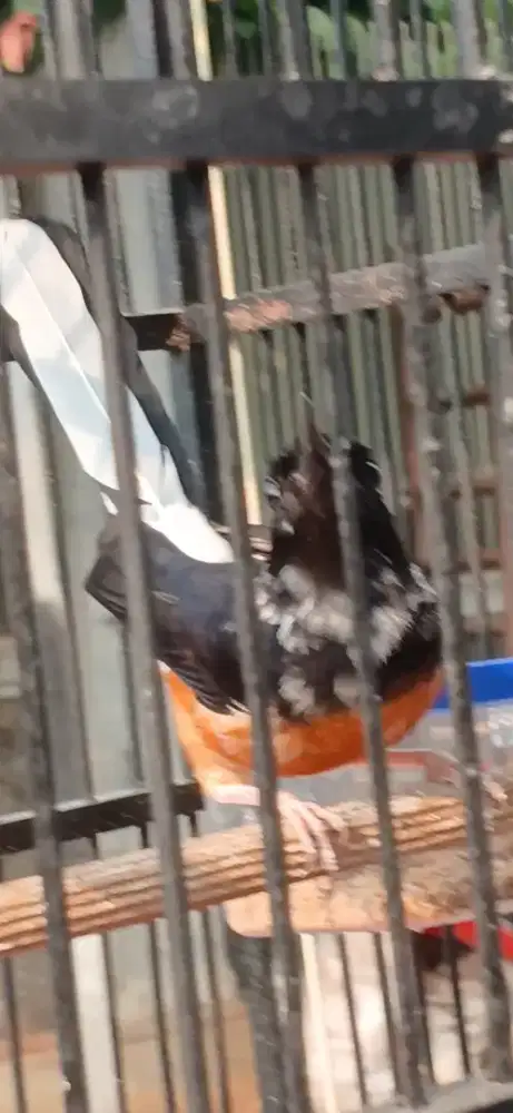 Murai betina blorok Extreme