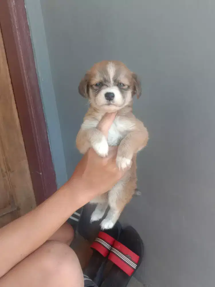 Anjing lucu imut