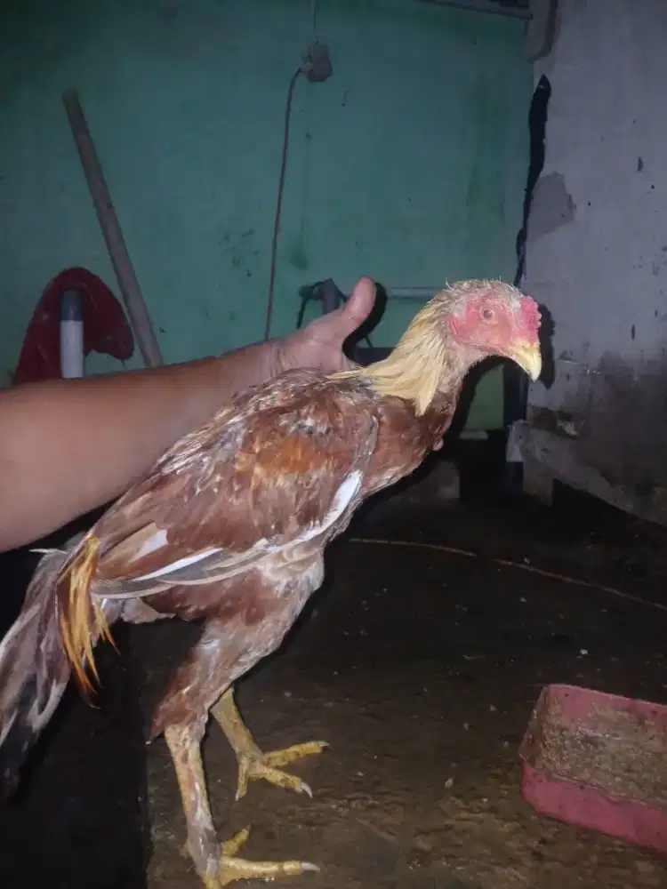 2 ekor ayam jual cepat