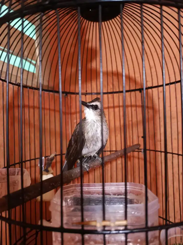 Burung trucukkan