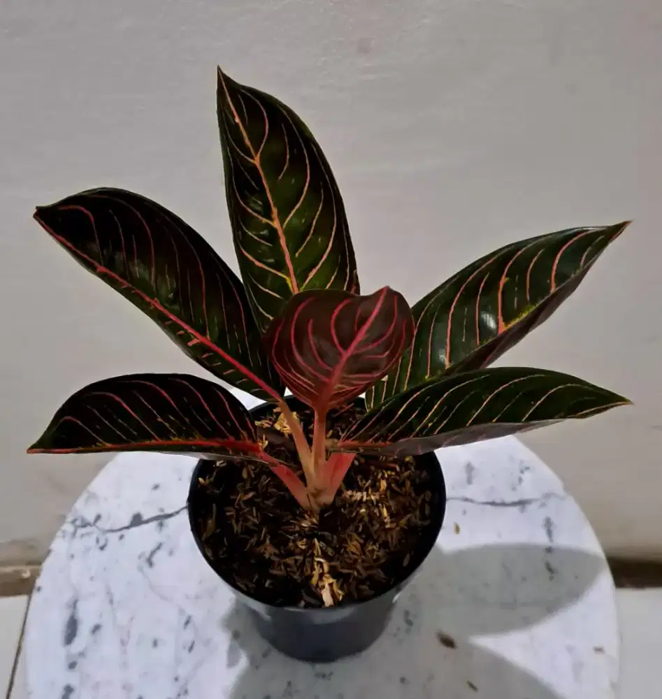 Tanaman Hias Aglonema Pride of Sumatra