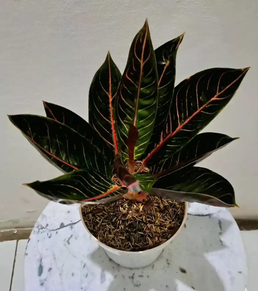 Tanaman Hias Aglonema Pride of Sumatra