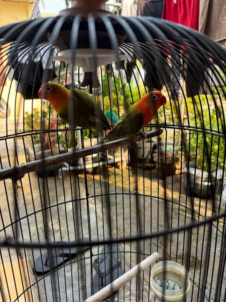 Burung Lovebird