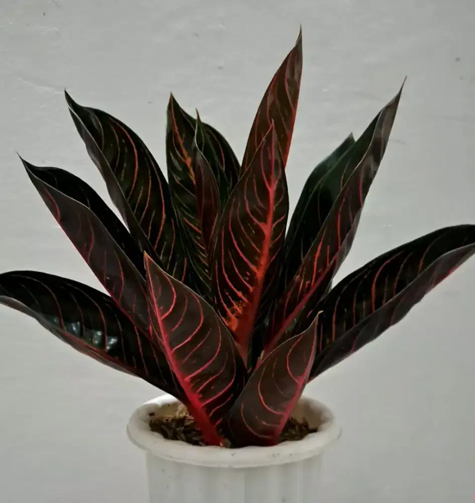 Tanaman Hias Aglonema Pride of Sumatra