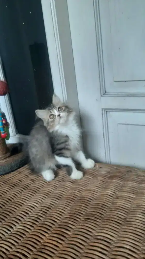 Kitten Betina, Persia Medium