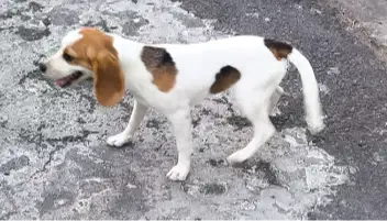 INCREDIBLE BEAGLE