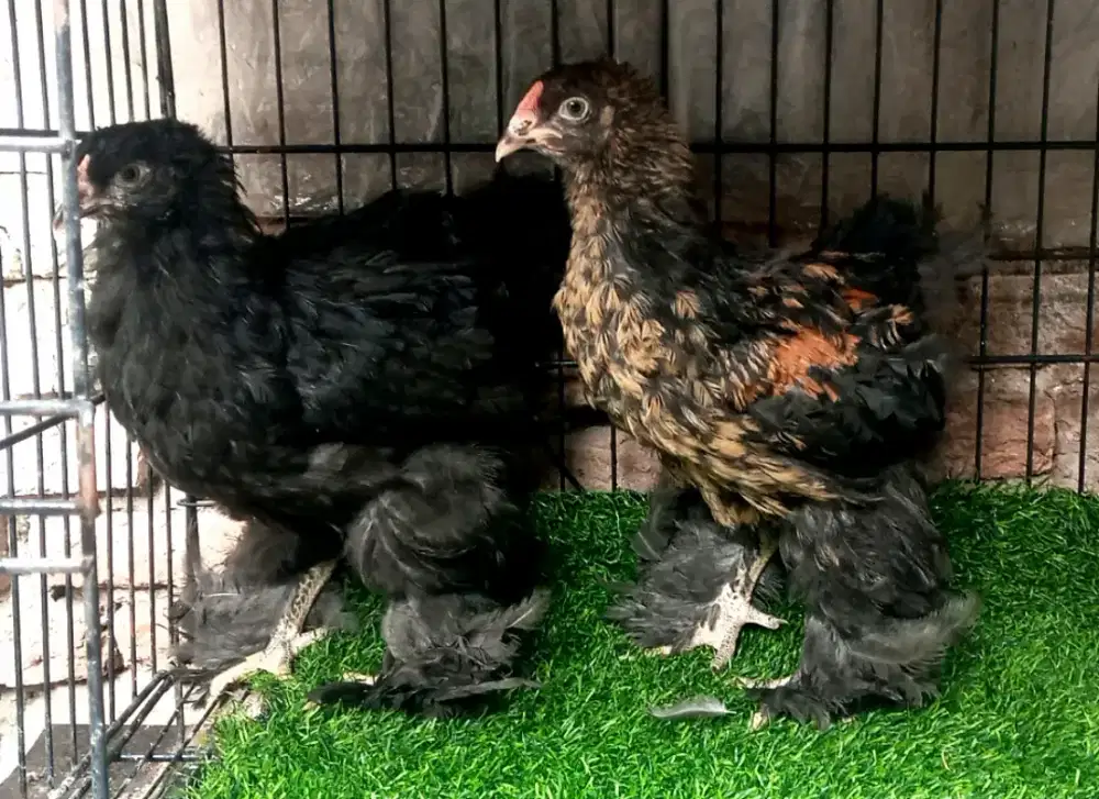 SEPASANG BLACK BRAHMA