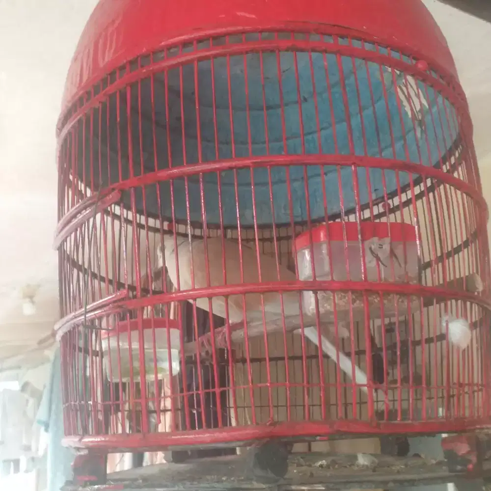 Burung puter irak