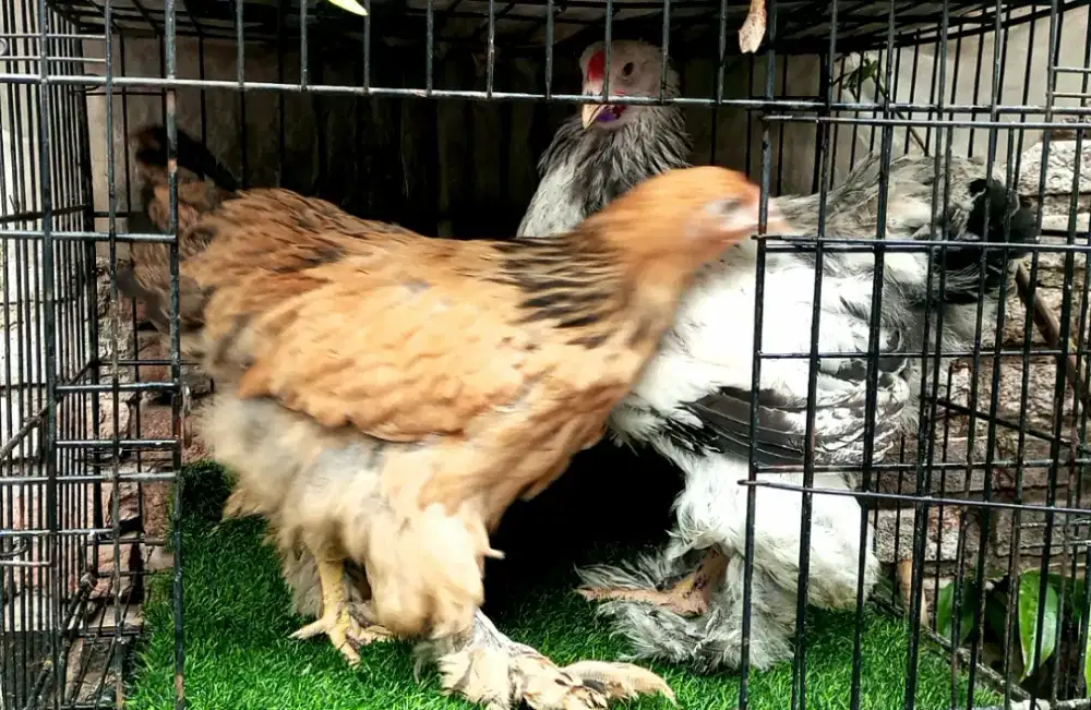 sepasang ayam brahma