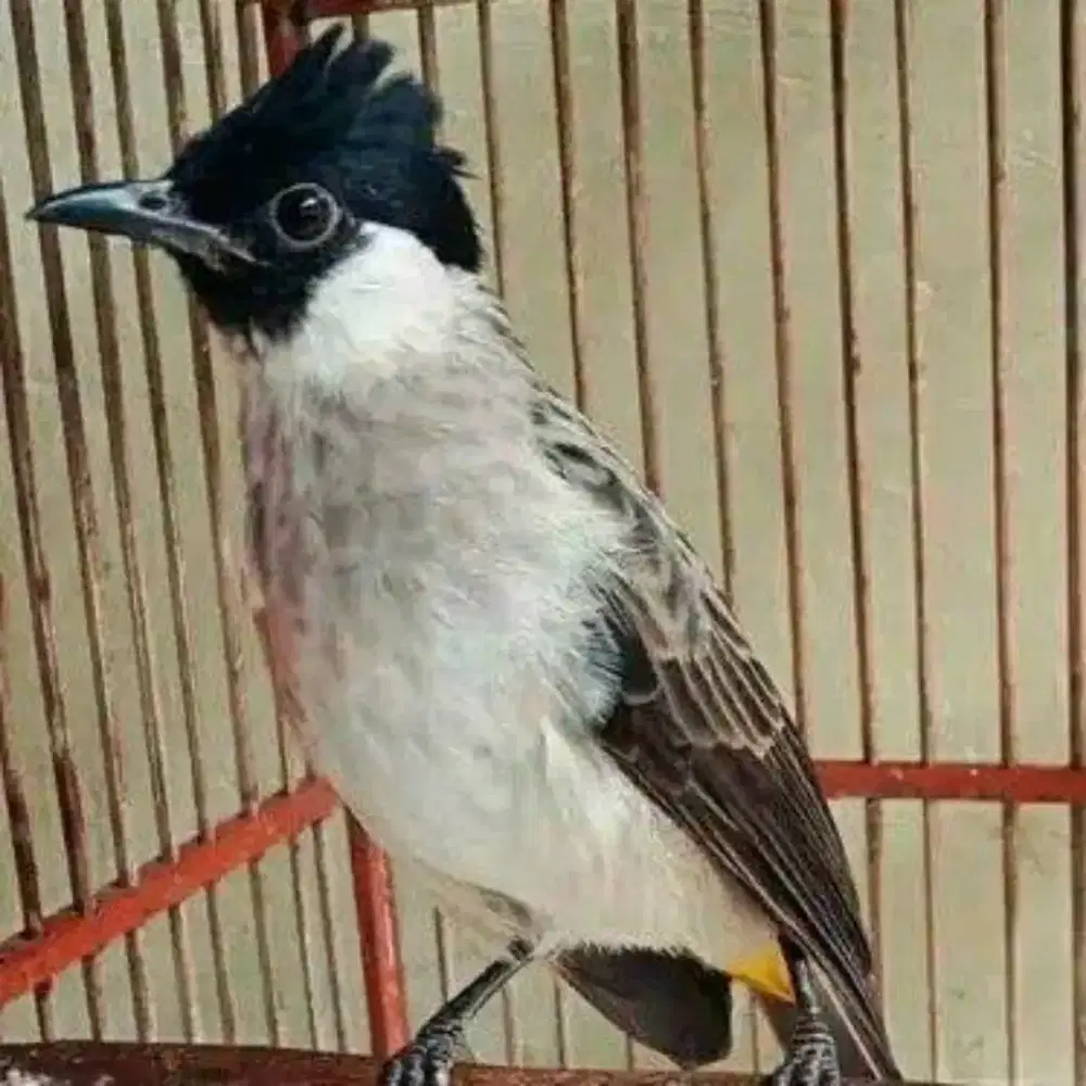 Burung kutilang kapas jantan
