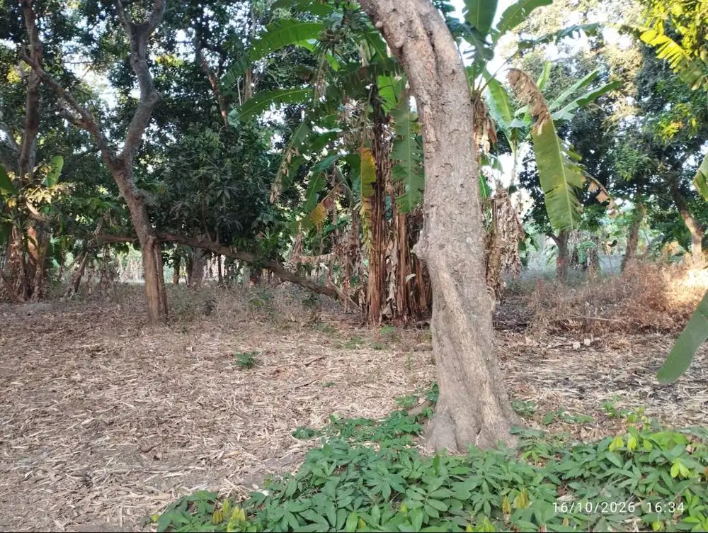 Jual Tanah Kebun di Situbondo