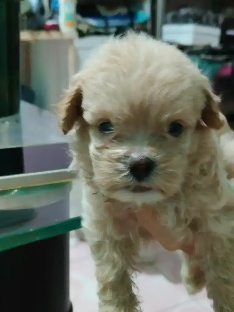 Podle mix pom 2bln