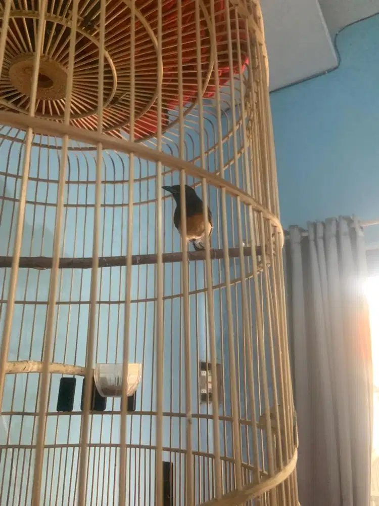 Burung murai batu betina fullset sama kandang