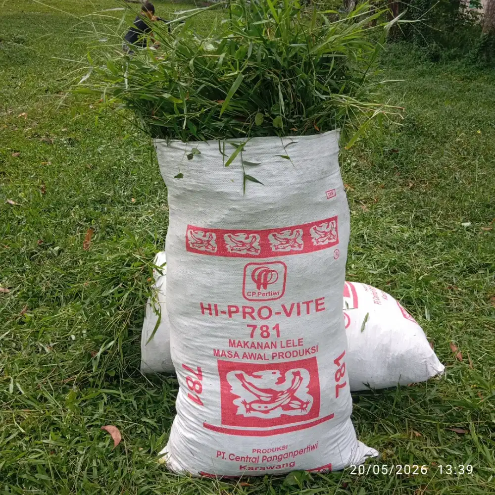 Rumput makam ternak