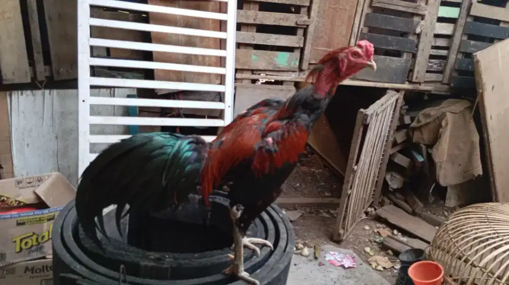Ayam jalu mangon