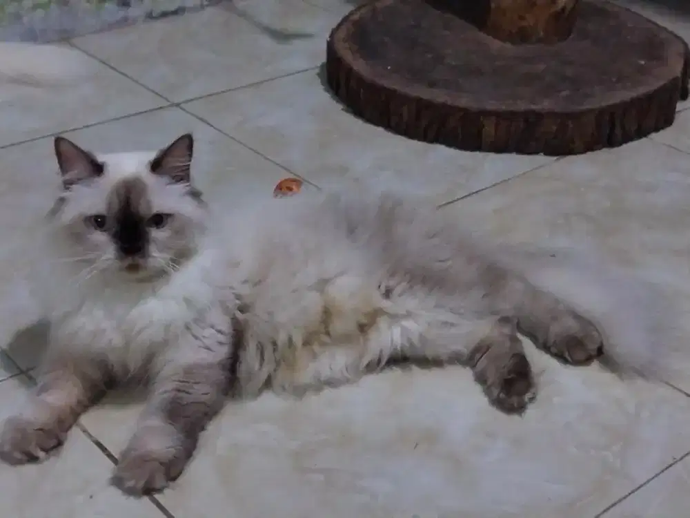 Kucing Himalaya Betina Big Bone