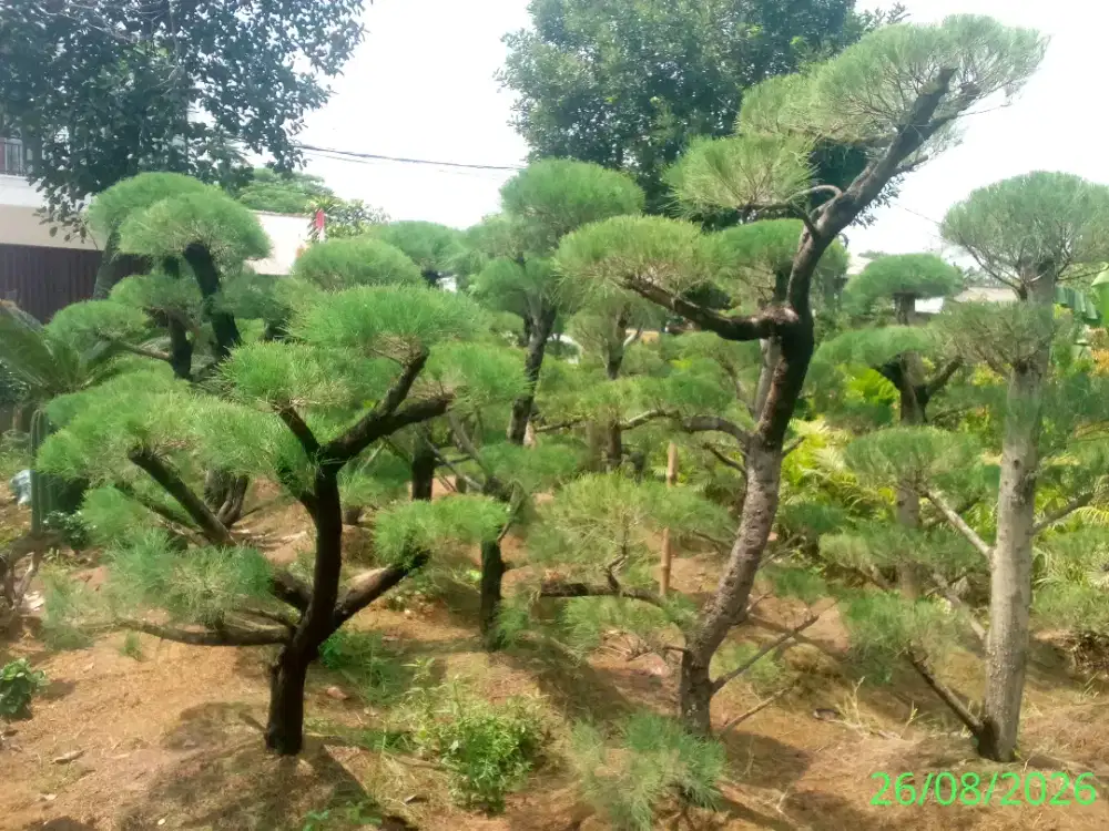 Bonsai Cemara udang
