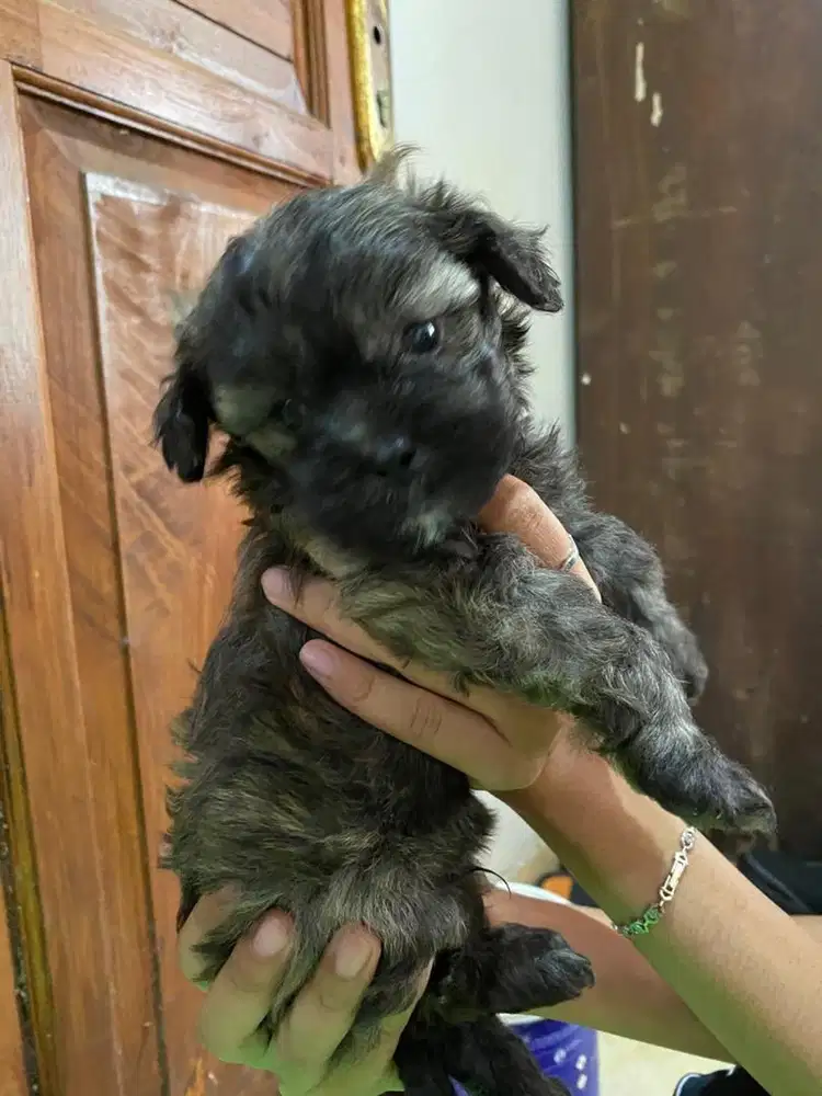Anjing Pudel (1bulan)