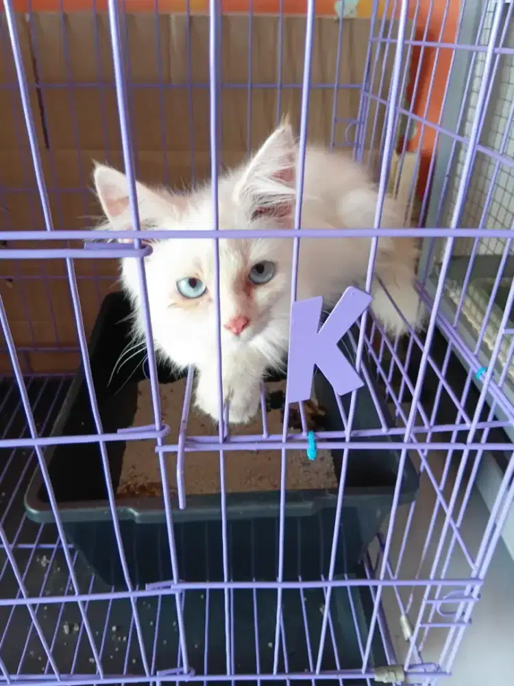 Kucing persia 2,5 bulan mata biru + kandang bak pasir