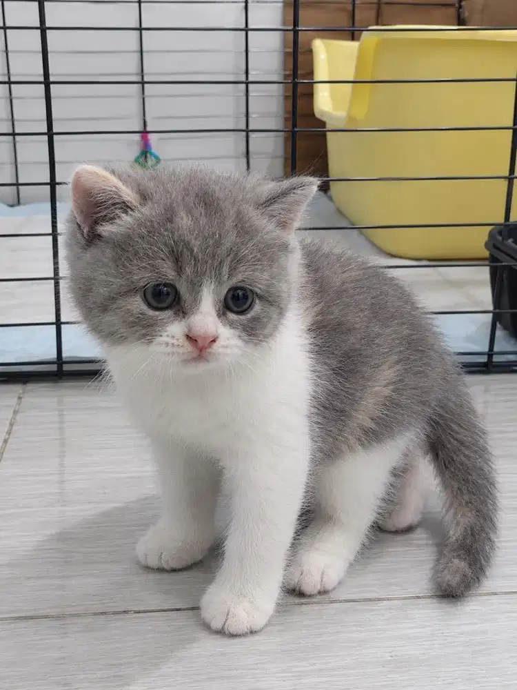 Kucing kitten british shorthair