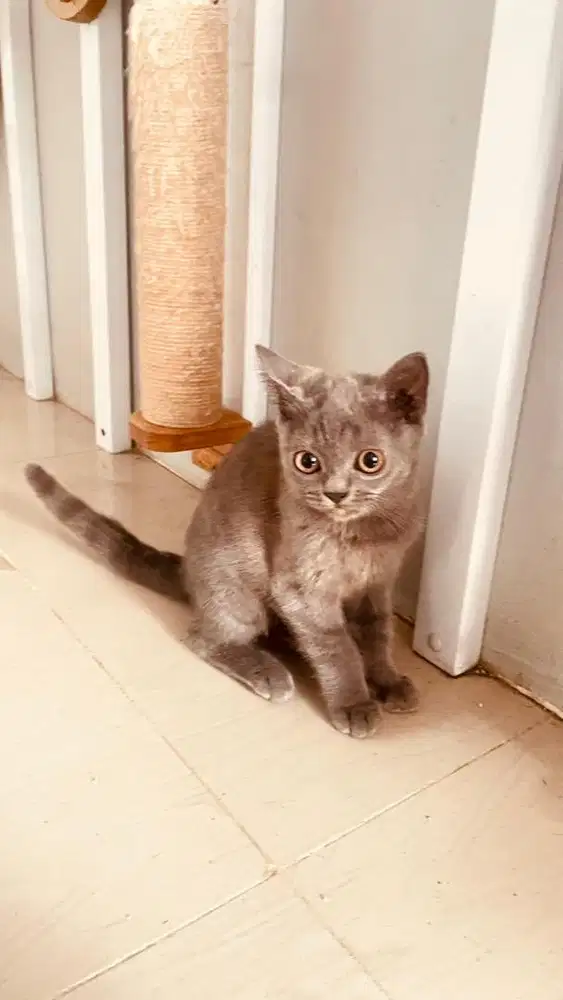 Lepas adopt Bsh mix scotish fold